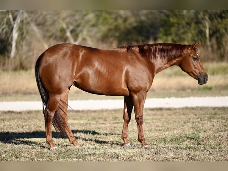 American Quarter Horse Giumenta 3 Anni 152 cm Sauro ciliegia in Waco, TX