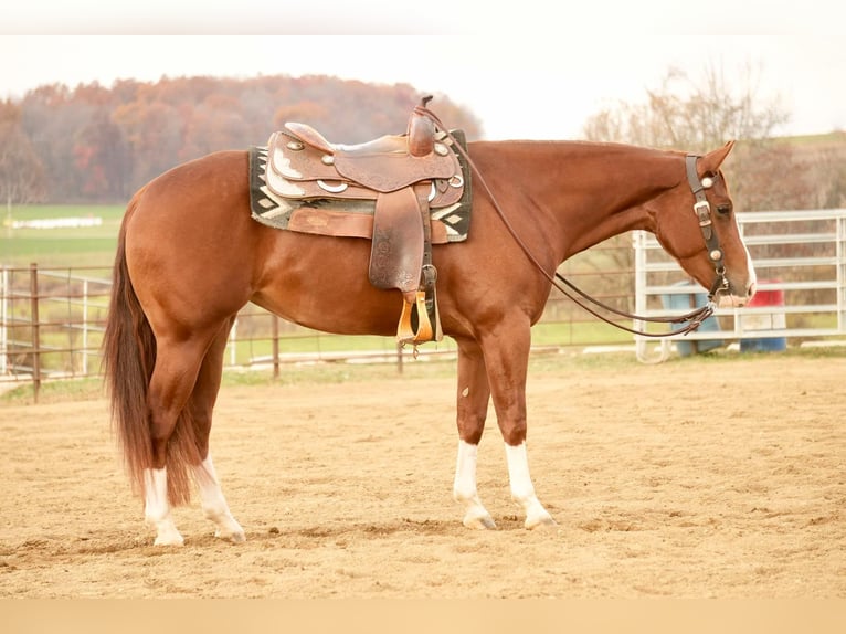 American Quarter Horse Giumenta 3 Anni 152 cm Sauro ciliegia in Fresno, OH