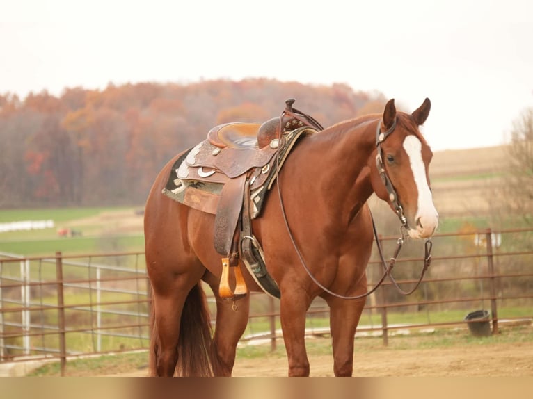 American Quarter Horse Giumenta 3 Anni 152 cm Sauro ciliegia in Fresno, OH