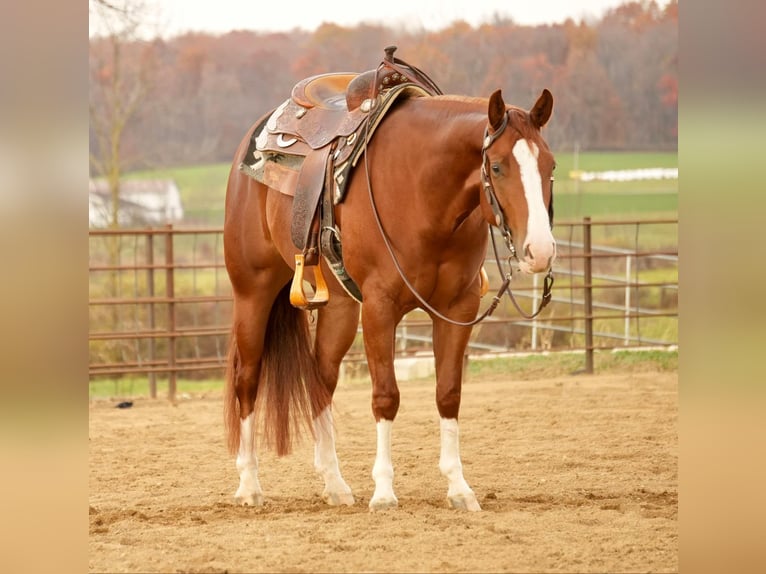 American Quarter Horse Giumenta 3 Anni 152 cm Sauro ciliegia in Fresno, OH