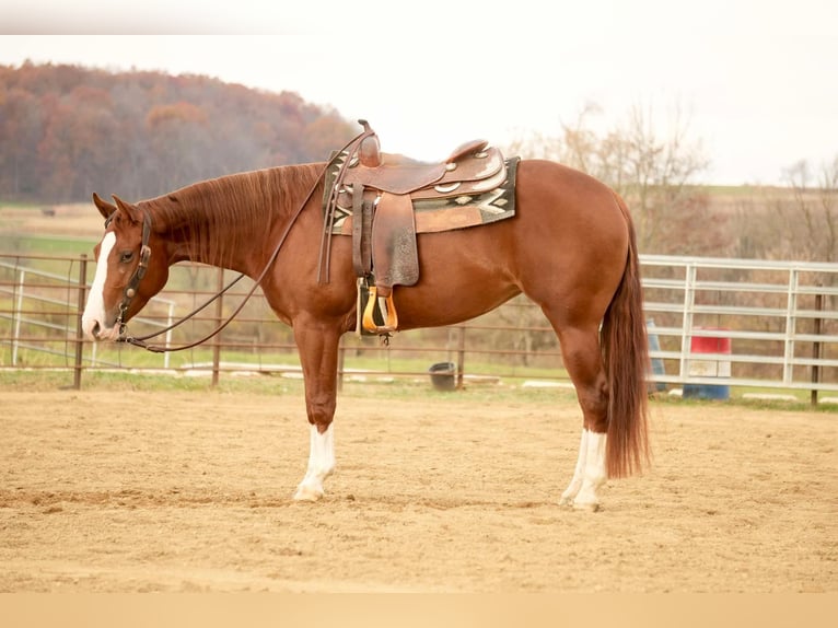 American Quarter Horse Giumenta 3 Anni 152 cm Sauro ciliegia in Fresno, OH