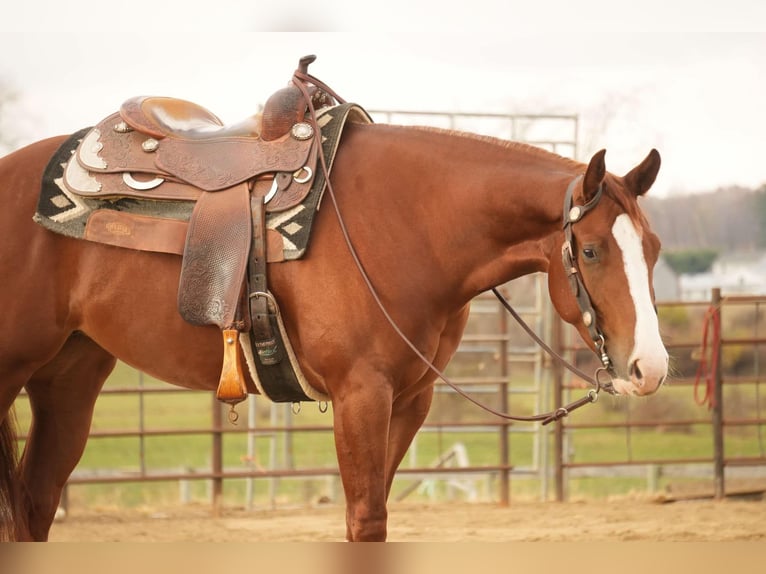 American Quarter Horse Giumenta 3 Anni 152 cm Sauro ciliegia in Fresno, OH