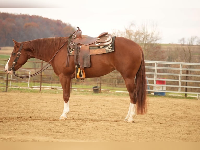 American Quarter Horse Giumenta 3 Anni 152 cm Sauro ciliegia in Fresno, OH