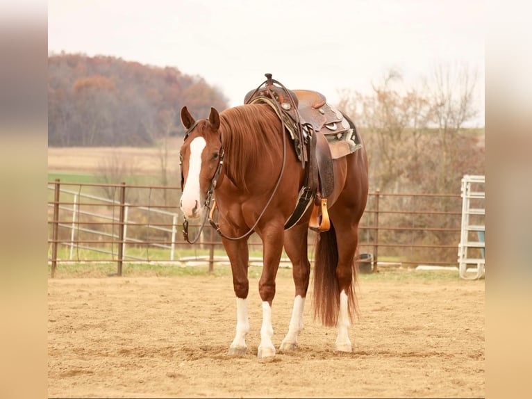 American Quarter Horse Giumenta 3 Anni 152 cm Sauro ciliegia in Fresno, OH