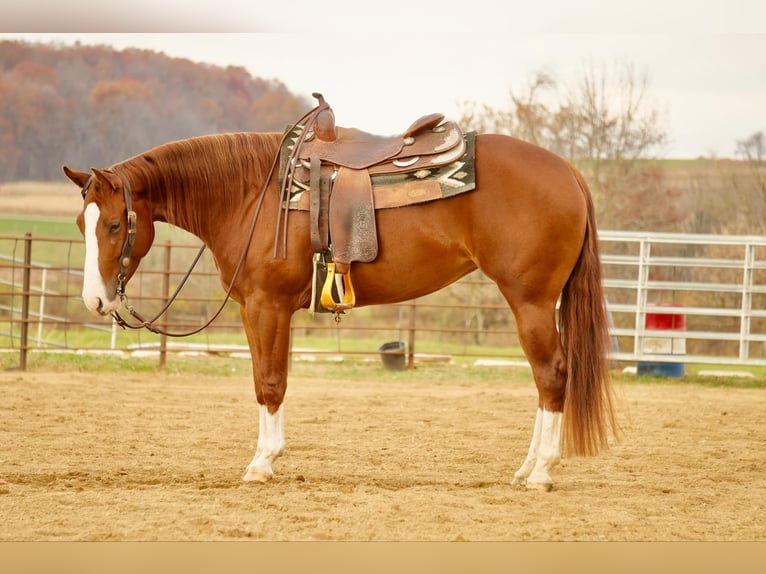 American Quarter Horse Giumenta 3 Anni 152 cm Sauro ciliegia in Fresno, OH