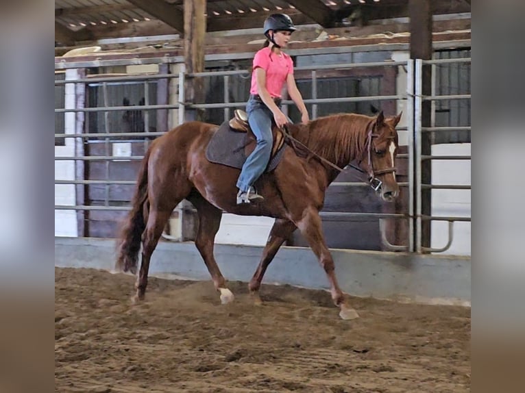 American Quarter Horse Giumenta 3 Anni 152 cm Sauro ciliegia in Robards