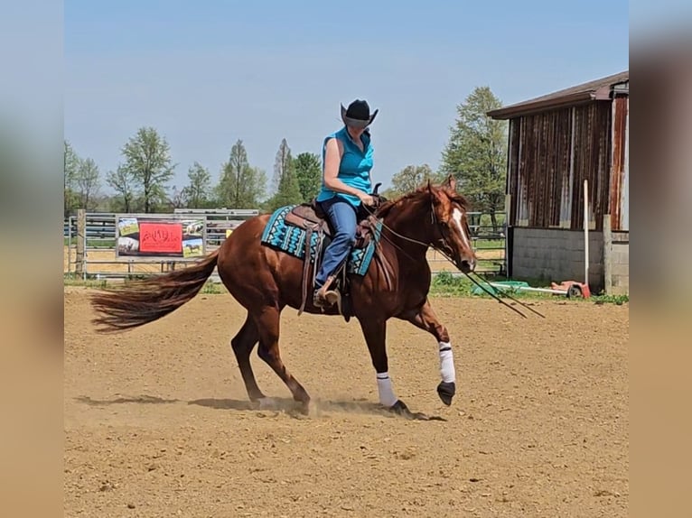 American Quarter Horse Giumenta 3 Anni 152 cm Sauro ciliegia in Robards