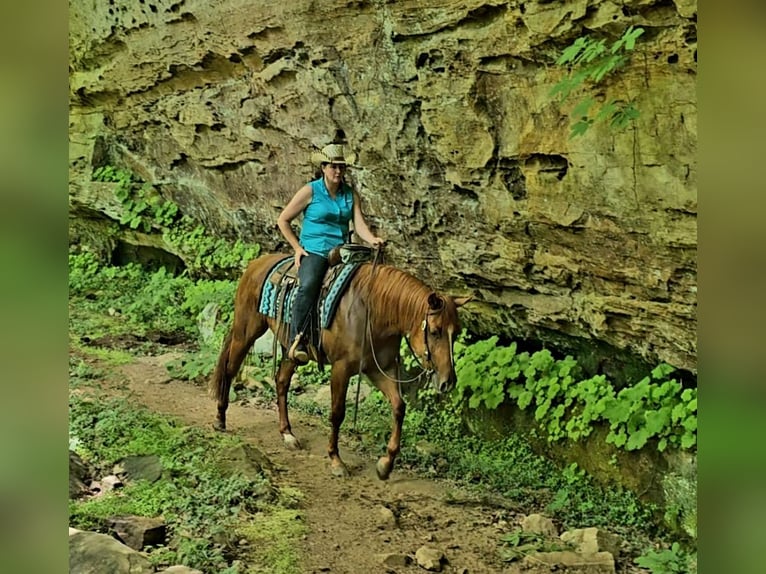 American Quarter Horse Giumenta 3 Anni 152 cm Sauro ciliegia in Robards