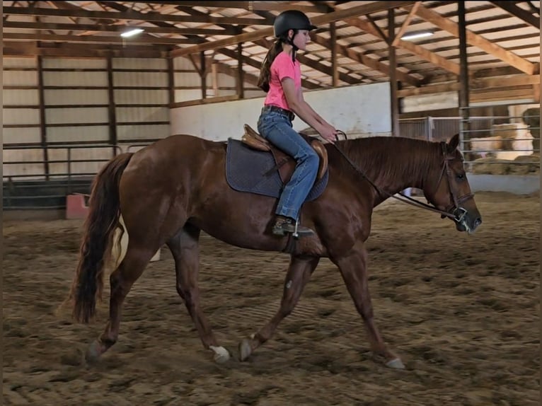 American Quarter Horse Giumenta 3 Anni 152 cm Sauro ciliegia in Robards