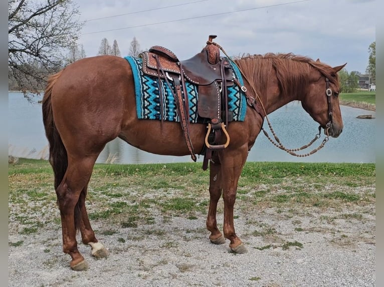 American Quarter Horse Giumenta 3 Anni 152 cm Sauro ciliegia in Robards