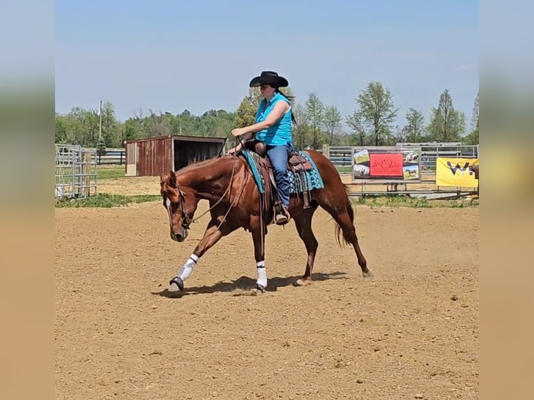 American Quarter Horse Giumenta 3 Anni 152 cm Sauro ciliegia in Robards