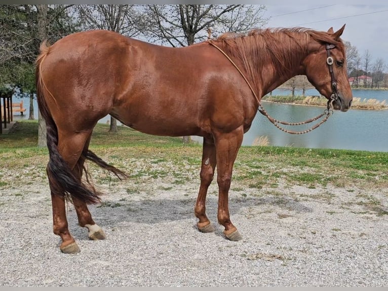 American Quarter Horse Giumenta 3 Anni 152 cm Sauro ciliegia in Robards