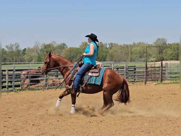 American Quarter Horse Giumenta 3 Anni 152 cm Sauro ciliegia in Robards