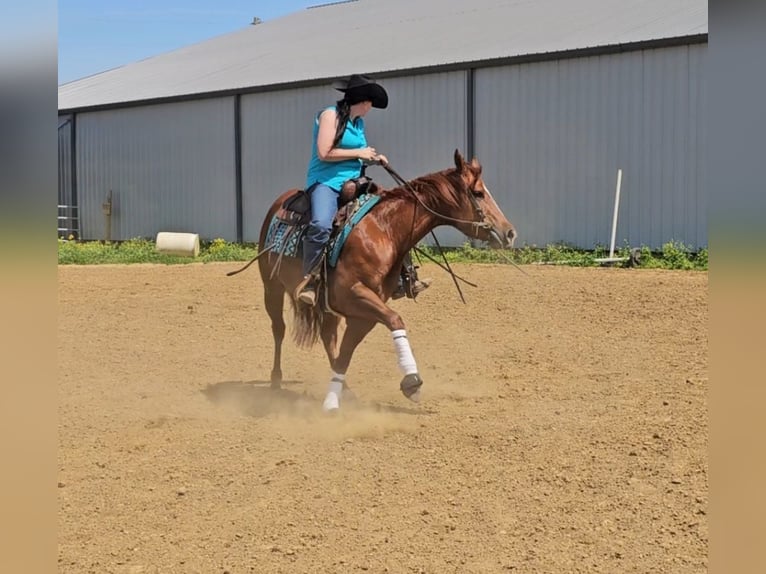 American Quarter Horse Giumenta 3 Anni 152 cm Sauro ciliegia in Robards