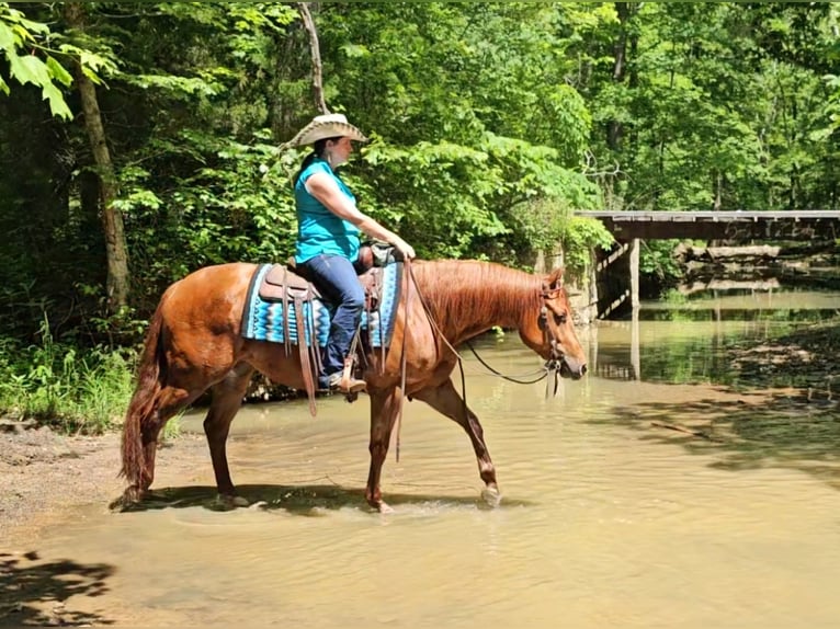 American Quarter Horse Giumenta 3 Anni 152 cm Sauro ciliegia in Robards