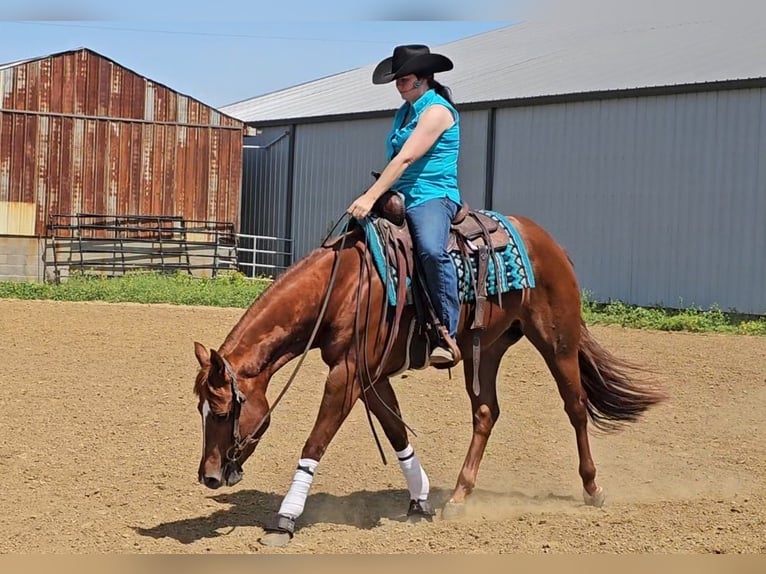 American Quarter Horse Giumenta 3 Anni 152 cm Sauro ciliegia in Robards