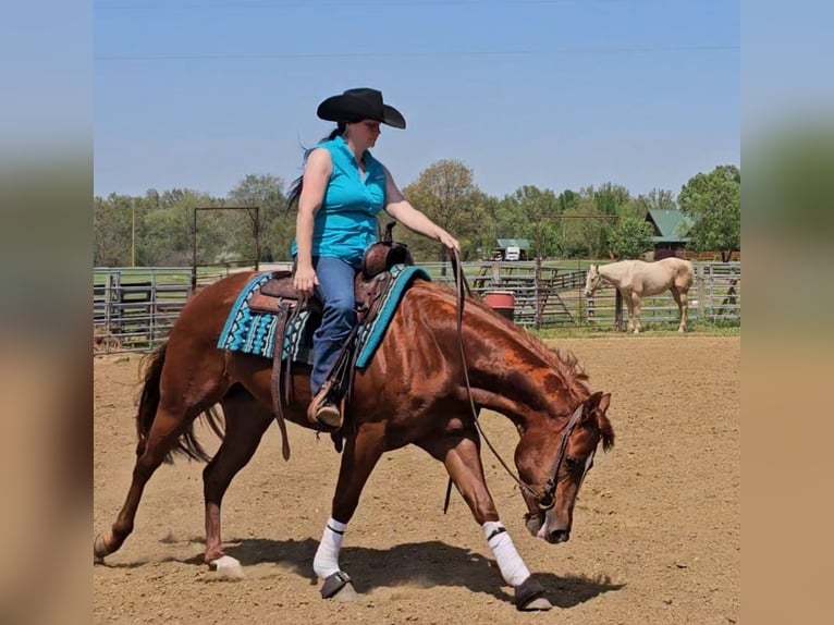 American Quarter Horse Giumenta 3 Anni 152 cm Sauro ciliegia in Robards