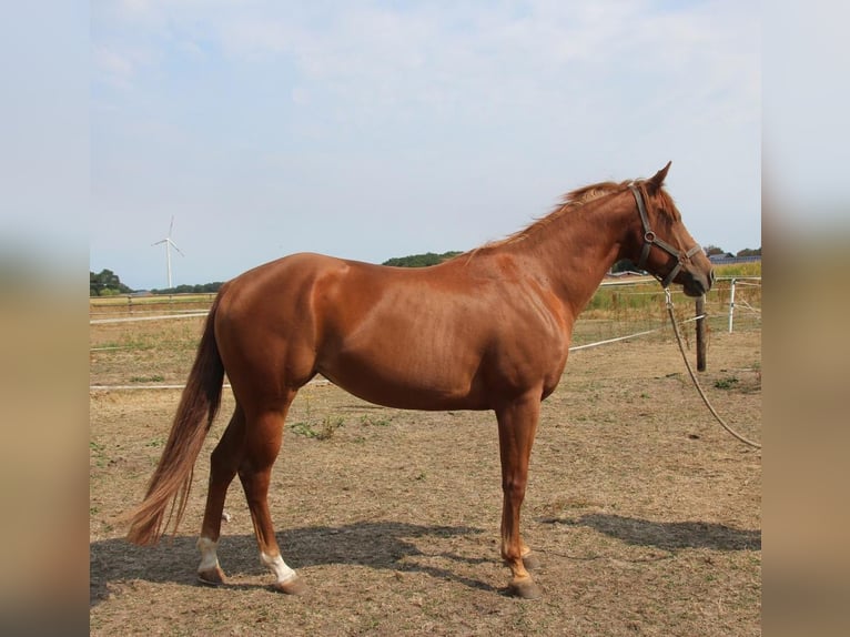 American Quarter Horse Giumenta 3 Anni 152 cm Sauro in Rhede