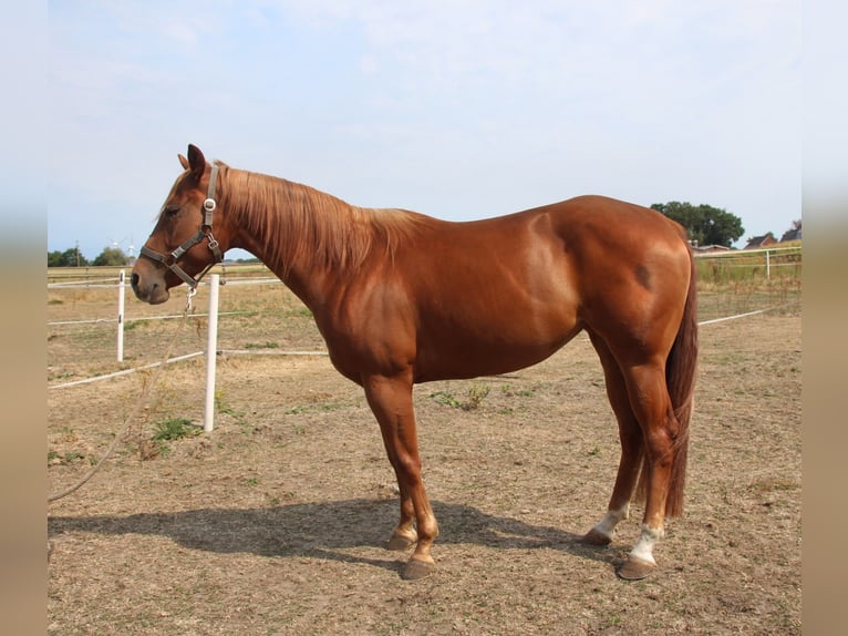 American Quarter Horse Giumenta 3 Anni 152 cm Sauro in Rhede
