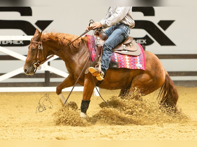American Quarter Horse Giumenta 3 Anni 152 cm Sauro in Rhede