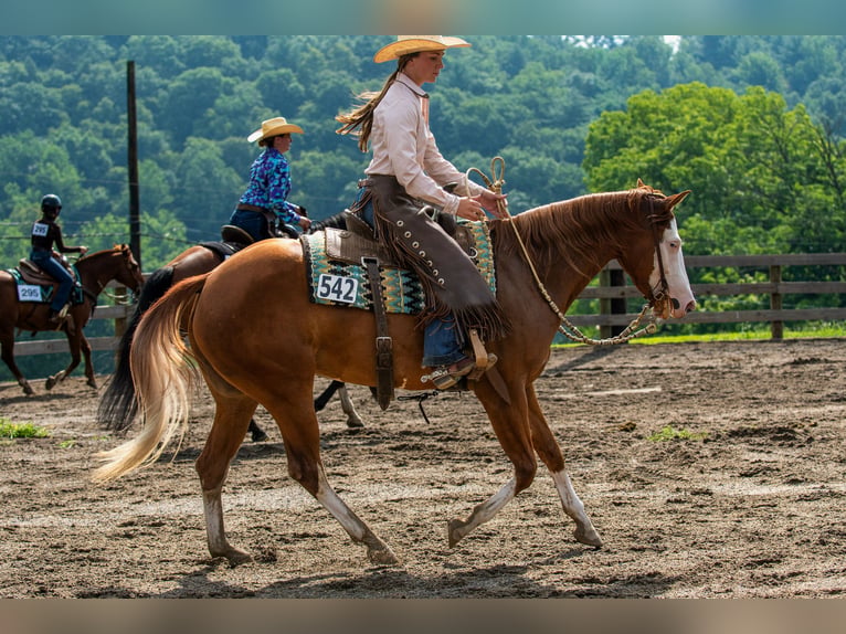 American Quarter Horse Giumenta 3 Anni 152 cm Sauro scuro in Newfoundland
