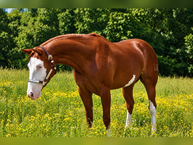 American Quarter Horse Giumenta 3 Anni 152 cm Sauro scuro in Newfoundland