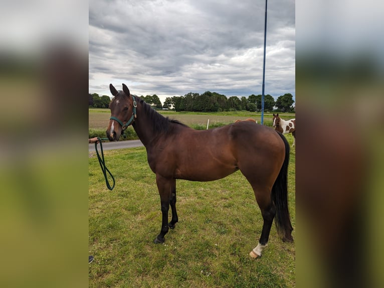 American Quarter Horse Giumenta 3 Anni 153 cm Baio in Bergkamen