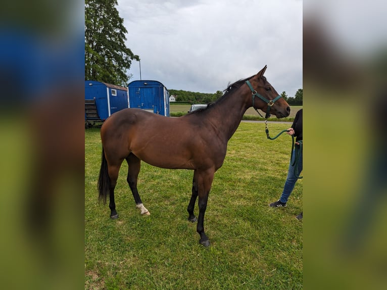 American Quarter Horse Giumenta 3 Anni 153 cm Baio in Bergkamen