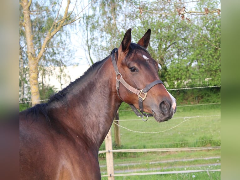 American Quarter Horse Giumenta 3 Anni 153 cm Baio in Bergkamen