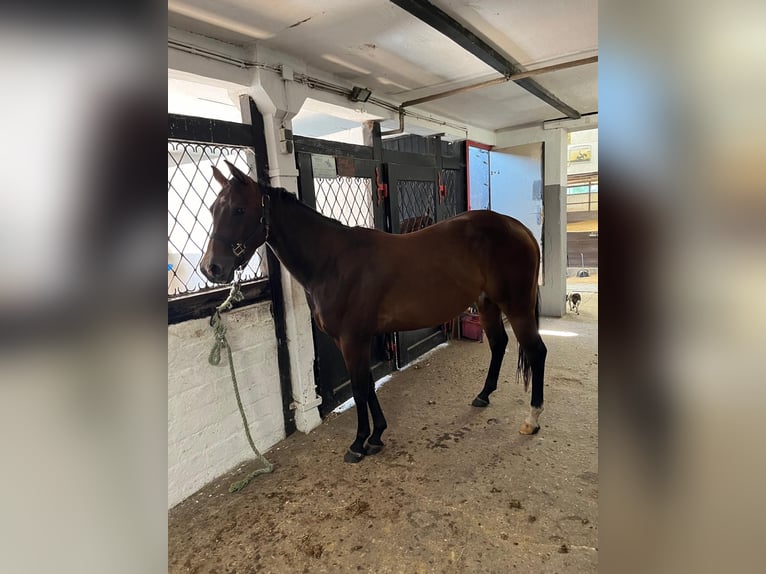 American Quarter Horse Giumenta 3 Anni 153 cm Baio in Bergkamen