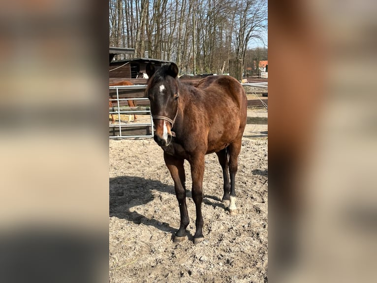 American Quarter Horse Giumenta 3 Anni 153 cm Baio in Bergkamen