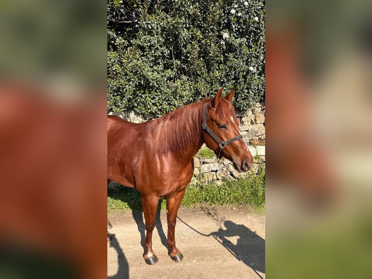 American Quarter Horse Giumenta 3 Anni 153 cm Baio in München