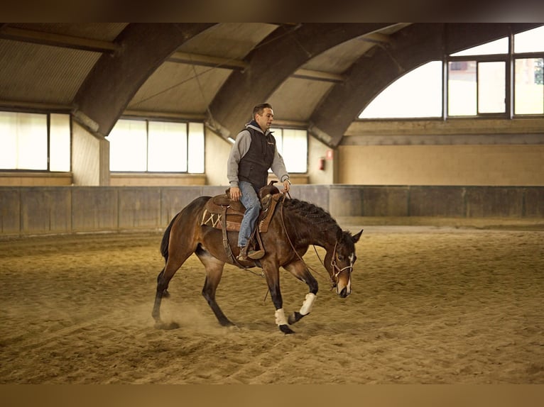 American Quarter Horse Giumenta 3 Anni 153 cm Baio scuro in München