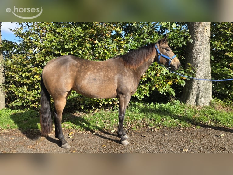 American Quarter Horse Giumenta 3 Anni 153 cm Pelle di daino in Rotstergaast