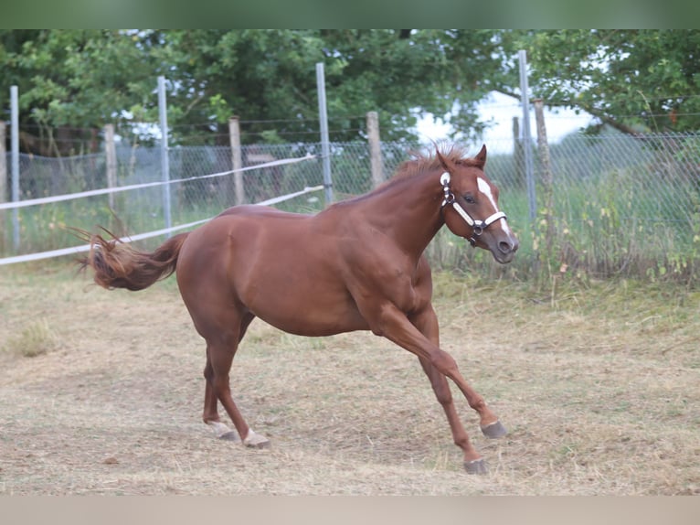 American Quarter Horse Giumenta 3 Anni 153 cm Sauro in Herborn