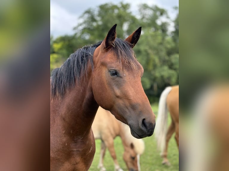 American Quarter Horse Giumenta 3 Anni 155 cm Baio in Champagne-sur-Oise