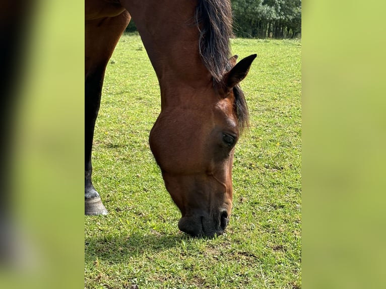 American Quarter Horse Giumenta 3 Anni 155 cm Baio in Champagne-sur-Oise