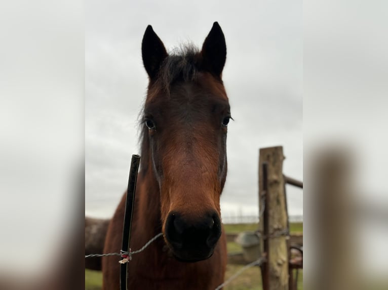 American Quarter Horse Giumenta 3 Anni 155 cm Baio in Champagne-sur-Oise