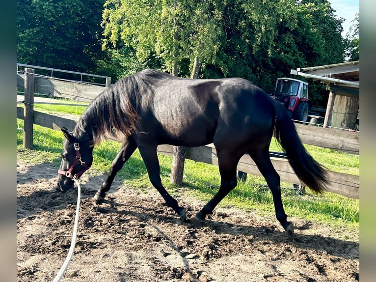 American Quarter Horse Giumenta 3 Anni 155 cm Morello in Haltern am See