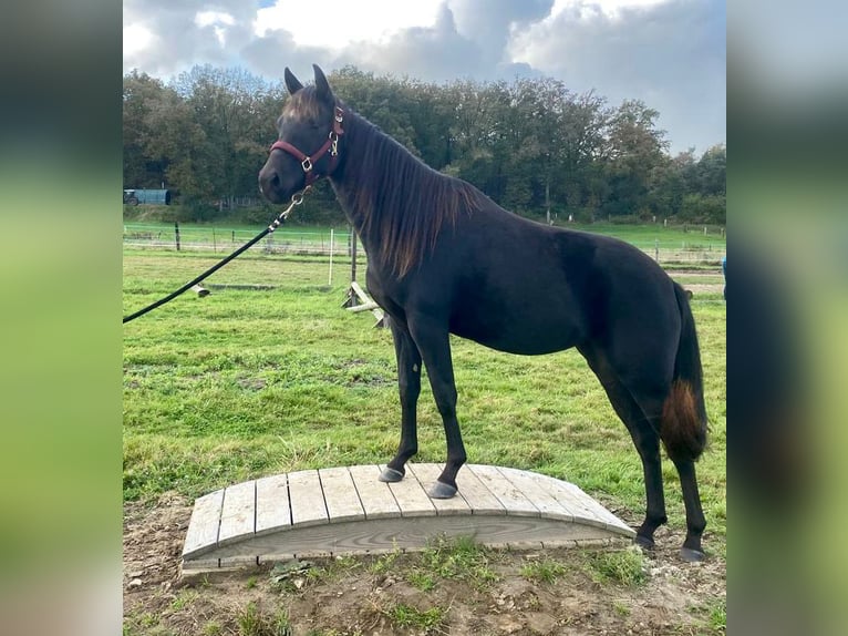 American Quarter Horse Giumenta 3 Anni 155 cm Morello in Haltern am See