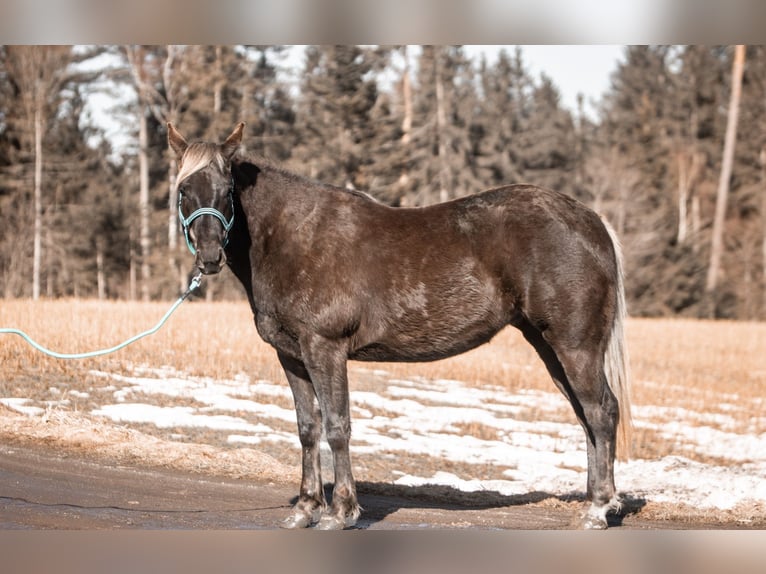 American Quarter Horse Giumenta 3 Anni 155 cm Morello in Kirchberg im Wald