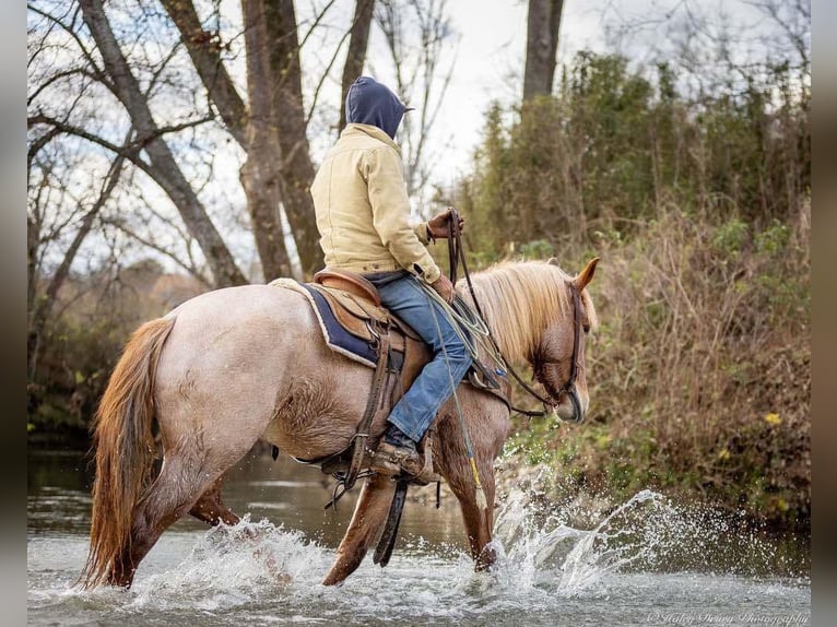 American Quarter Horse Mix Giumenta 3 Anni 155 cm Roano rosso in Auburn, KY