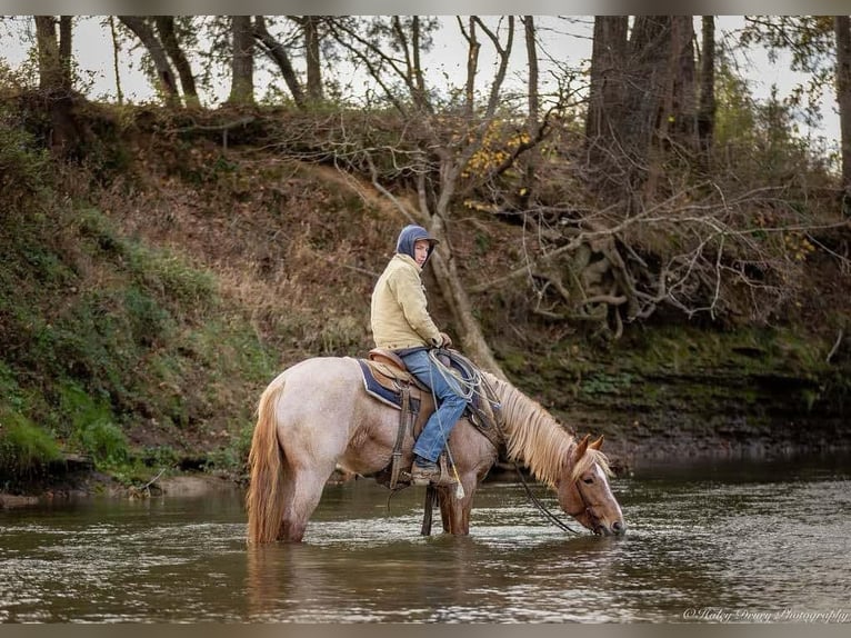 American Quarter Horse Mix Giumenta 3 Anni 155 cm Roano rosso in Auburn, KY