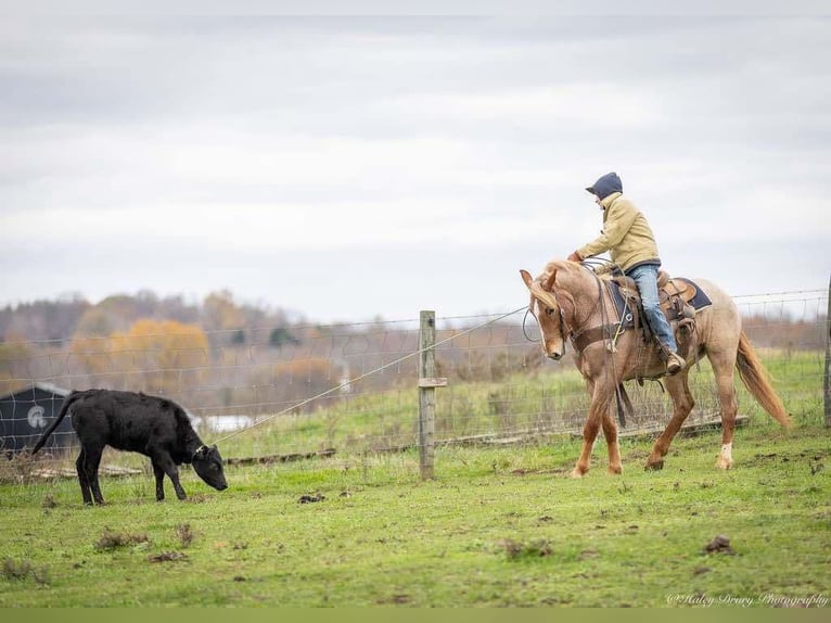 American Quarter Horse Mix Giumenta 3 Anni 155 cm Roano rosso in Auburn, KY