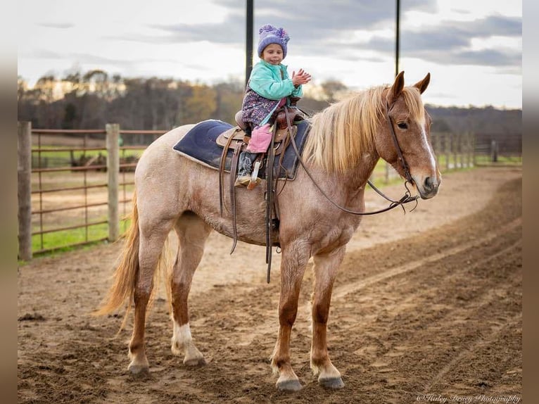 American Quarter Horse Mix Giumenta 3 Anni 155 cm Roano rosso in Auburn, KY