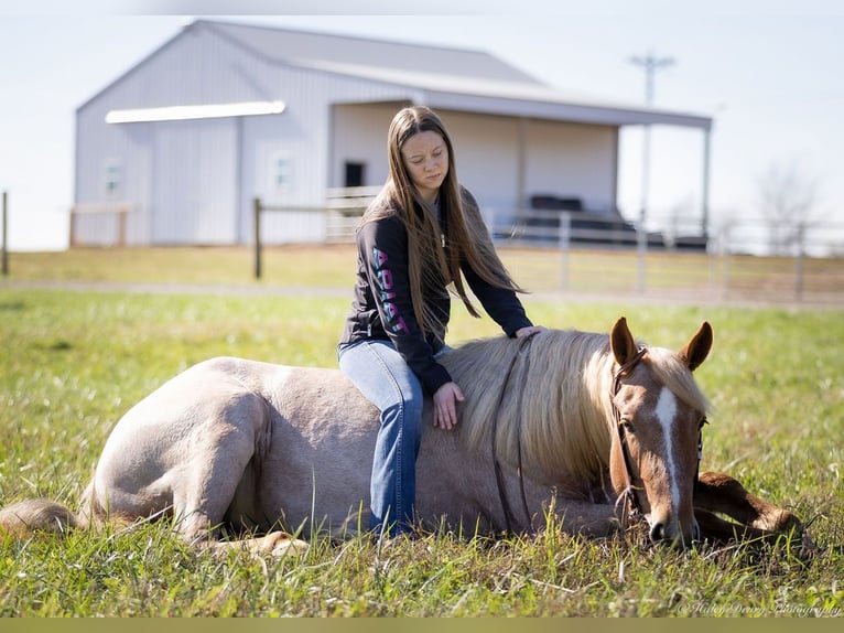 American Quarter Horse Mix Giumenta 3 Anni 155 cm Roano rosso in Auburn, KY