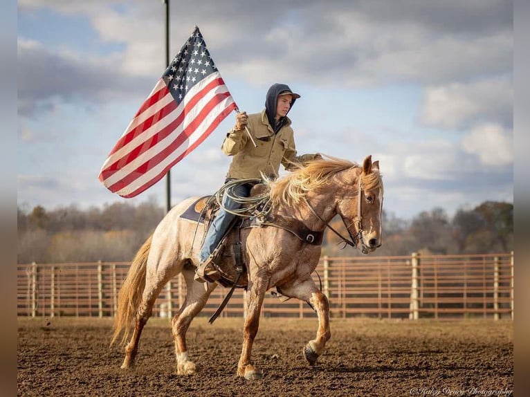 American Quarter Horse Mix Giumenta 3 Anni 155 cm Roano rosso in Auburn, KY