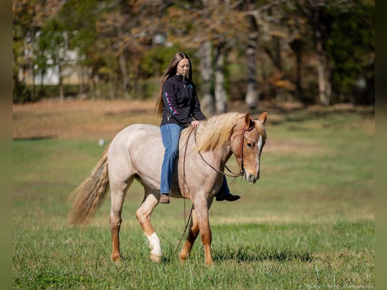 American Quarter Horse Mix Giumenta 3 Anni 155 cm Roano rosso in Auburn, KY