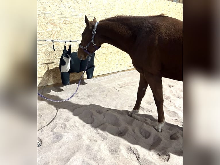 American Quarter Horse Giumenta 3 Anni 155 cm Sauro in Kronach