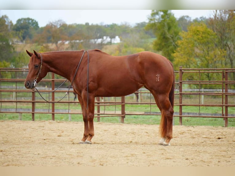 American Quarter Horse Giumenta 3 Anni 155 cm Sauro ciliegia in Fredericksburg, OH American Quarter Horse Giumenta 3 Anni 155 cm Sauro ciliegia in Fredericksburg, OH
